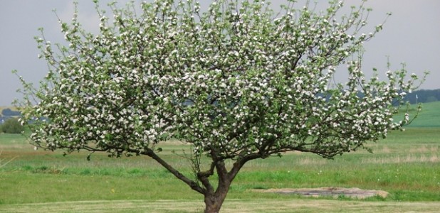 Baum in Blüte artikelbild