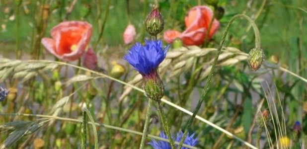 Feldblumen