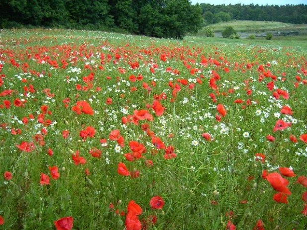 OV Gingst Mohnblumen