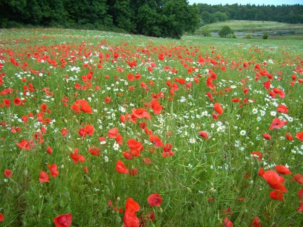 Mohnblumen - Kopie